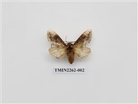 藏品(暗齒舟蛾)的圖片